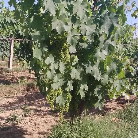 Alloggio per agriturismo Agriturismo Il Grottino
